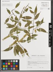 Foto von Salix L.